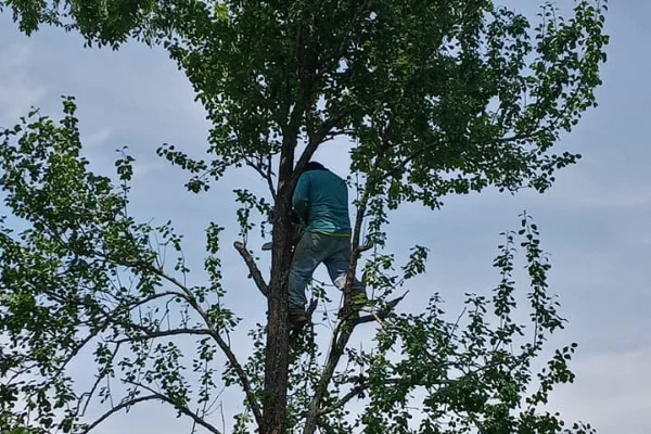 Tree Trimming Service