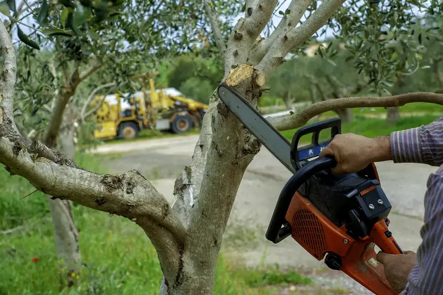 How Tree Trimming Service Enhances Yard Safety And Appearance Greenwood, SC