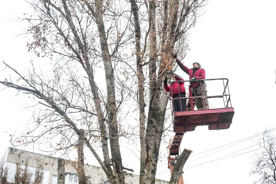 How Tree Trimming Service Enhances Yard Safety And Appearance in Greenwood, SC