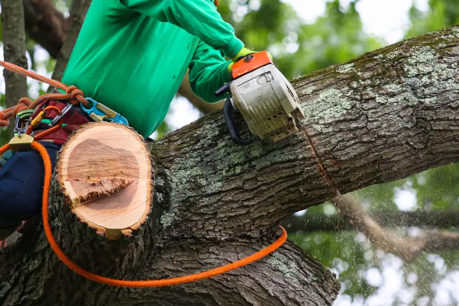 Professional Tree Trimming Service Greenwood, SC