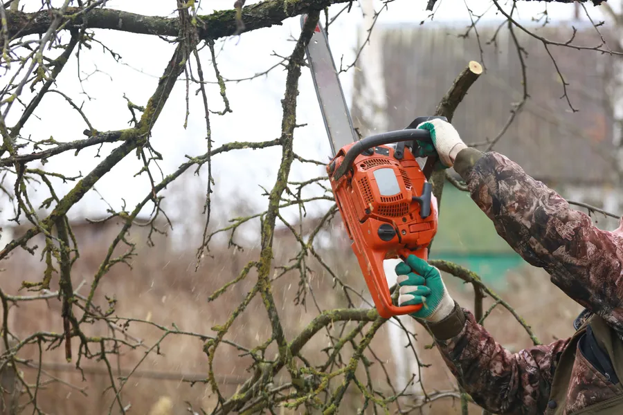 Quality Tree Trimming Service Greenwood, SC