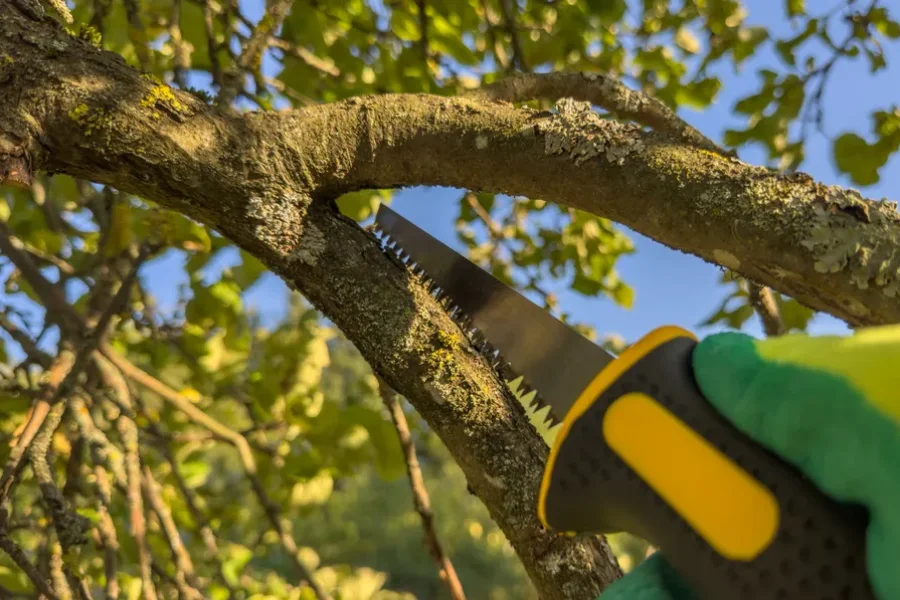 Reliable Tree Trimming Service Greenwood, SC