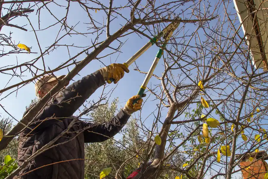 The Role Of Tree Trimming In Preventing Branch Hazards Greenwood, SC