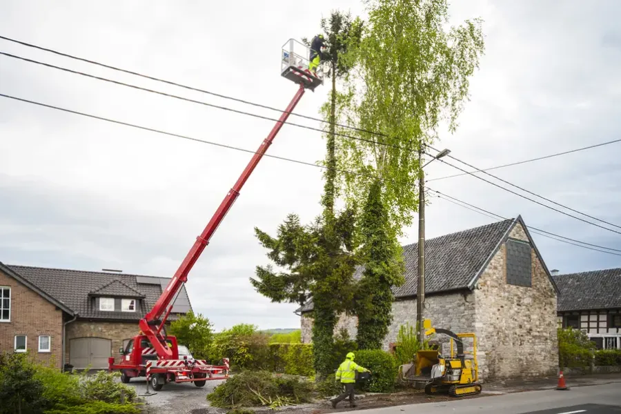 The Role Of Tree Trimming In Preventing Branch Hazards in Greenwood, SC